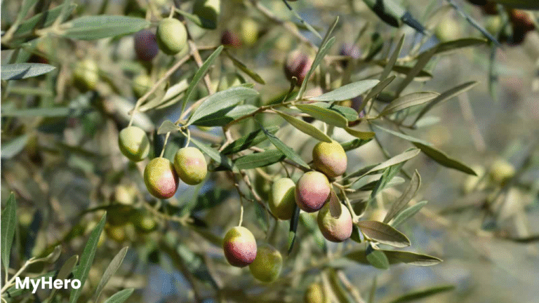 Olive Trees: A Symbol of Peace, Nature, and Everyday Wellness